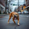 Abogado de Mordida de Perro en Oregon